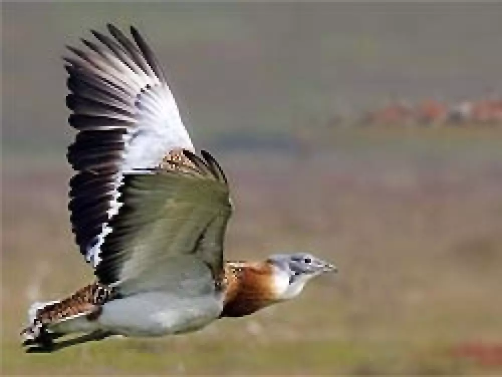 La Junta declara las Campiñas de Sevilla y el Alto Guadiato Zonas de Especial Protección para las Aves
