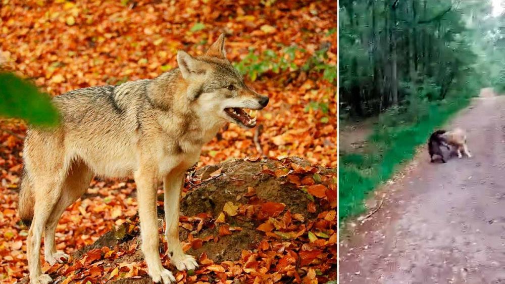 Un lobo trata de dar caza a un perro en presencia de su dueño