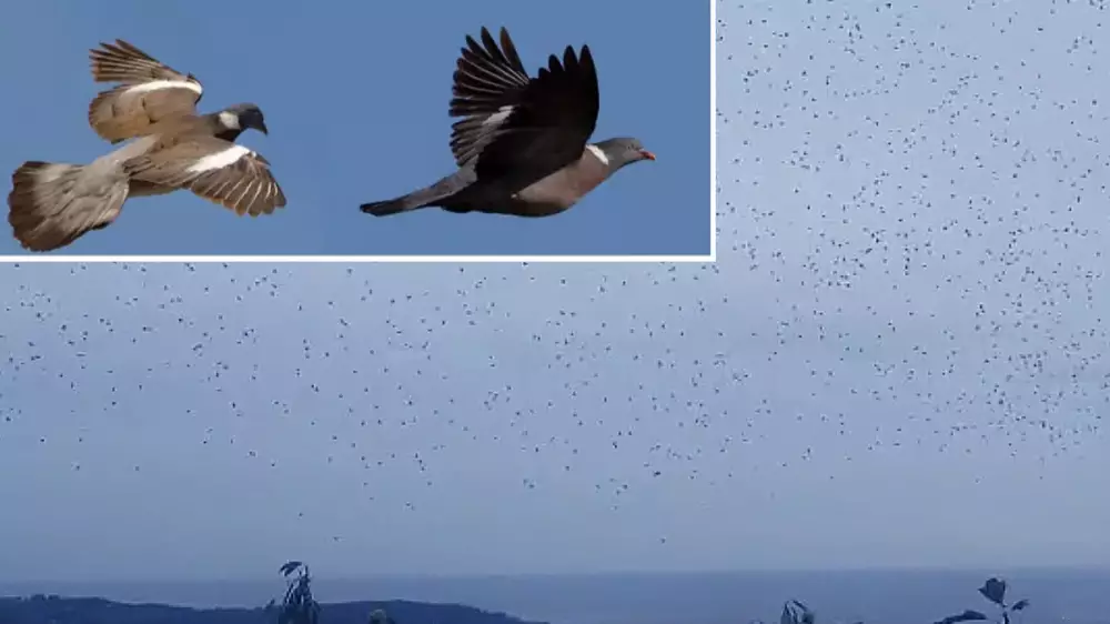 Espectacular bando de palomas torcaces entrando en España