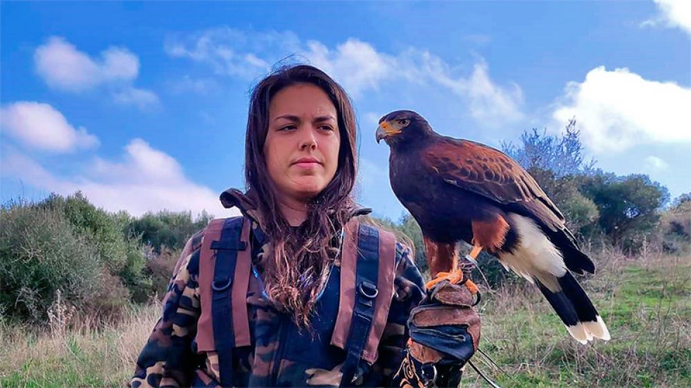 Espectacular lance de un águila de Harris para cazar una perdiz roja