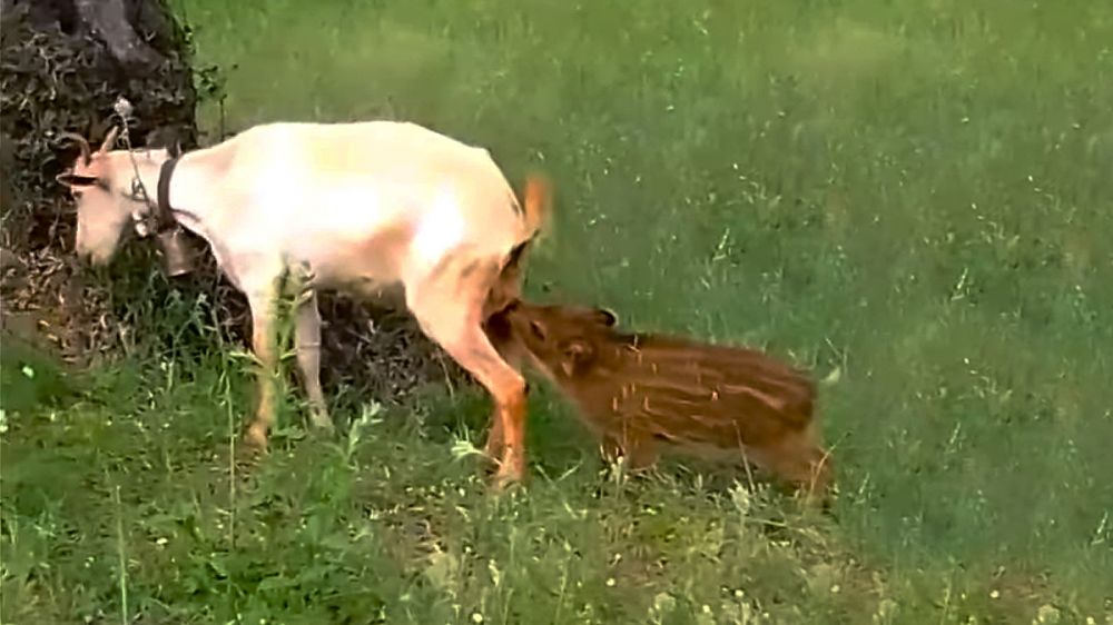 Una cabra adopta a un rayón de jabalí y lo amamanta
