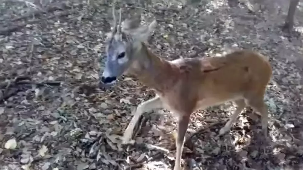 Un corzo marca territorio y ataca a la persona que se acerca demasiado