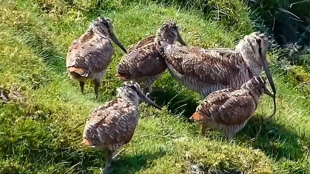 Una becada enseña a sus cuatro polluelos a alimentarse de lombrices