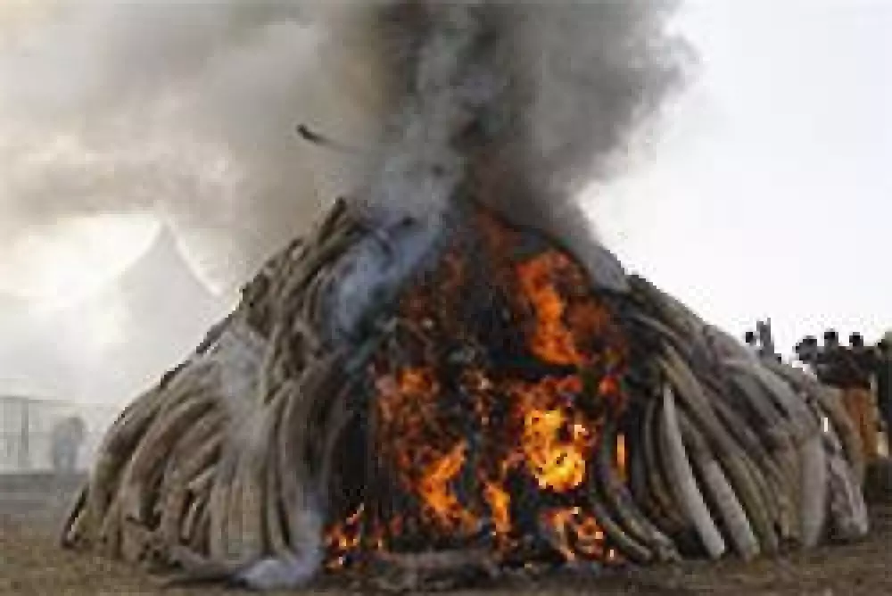 Kenia quema más de 100 toneladas de marfil en su lucha contra el furtivismo de elefantes
