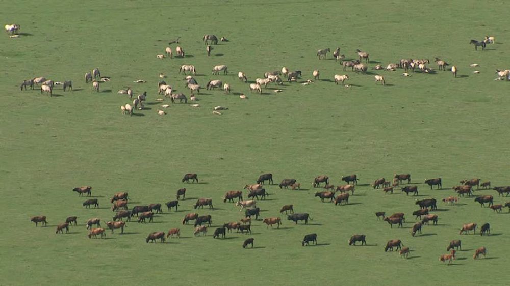 La sobrepoblación en una reserva natural obliga a quitar 1.830 ciervos