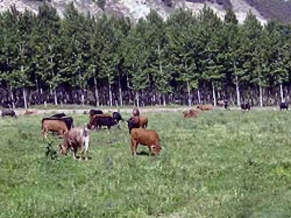 Expertos defienden el uso tradicional de la ganadería como herramienta de conservación