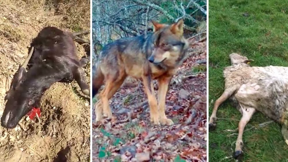 Los lobos se ceban con las ovejas, potros y cabras en Cantabria