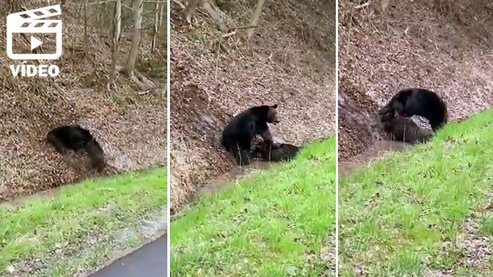Un oso atrapa a un jabalí y lo graban en vídeo