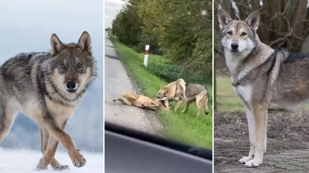 Un gran cánido caza un ciervo en una carretera llena de coches ¿lobo o perro?