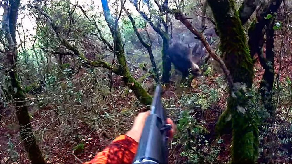 Un peligroso jabalí ataca a un cazador y a su perro