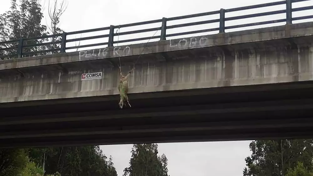 Cuelgan una oveja de un puente en protesta por los ataques del lobo a la ganadería