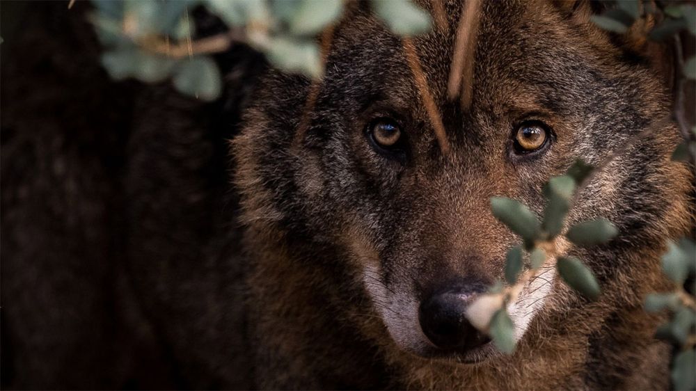 El lobo devora al perro de una familia a la puerta de casa, en Asturias