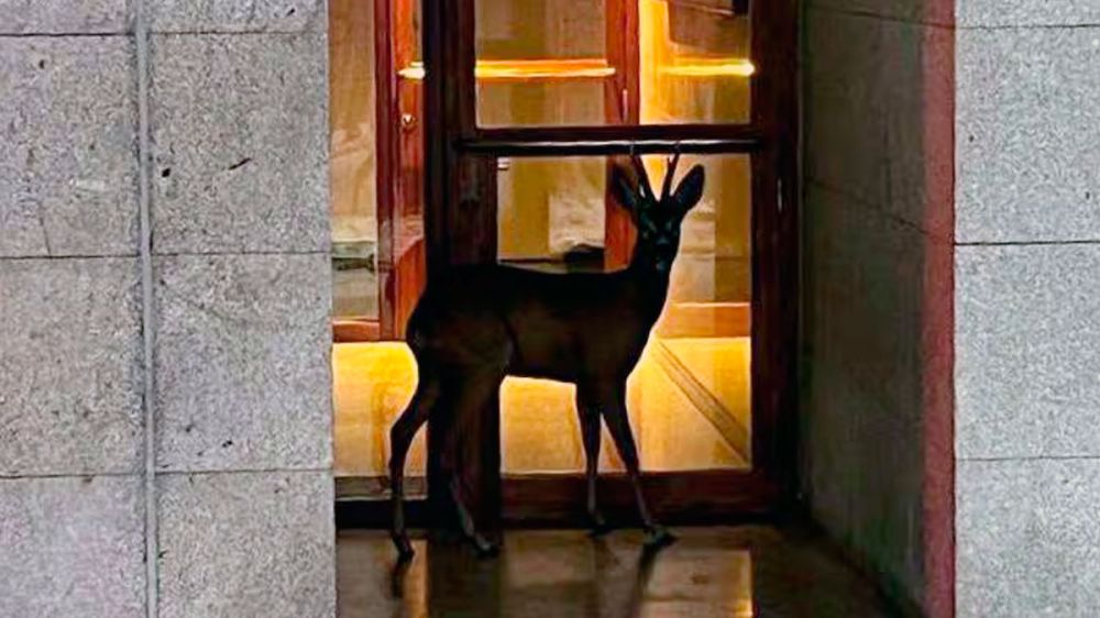 Un corzo, en un aparcamiento de Palencia