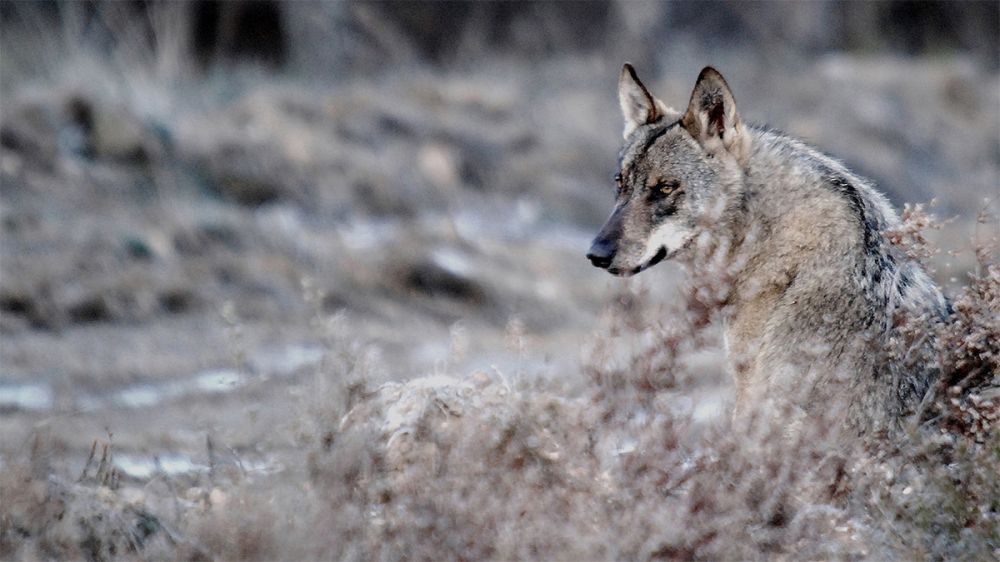 Cazadores y ganaderos, contra la reintroducción del lobo en Extremadura