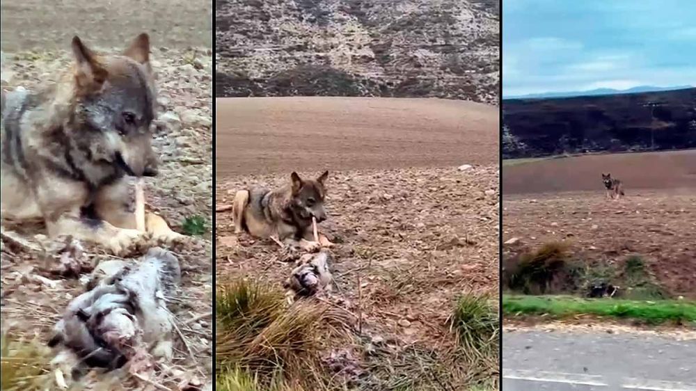 Un lobo ibérico se alimenta de los restos de un corzo al pie de una carretera burgalesa