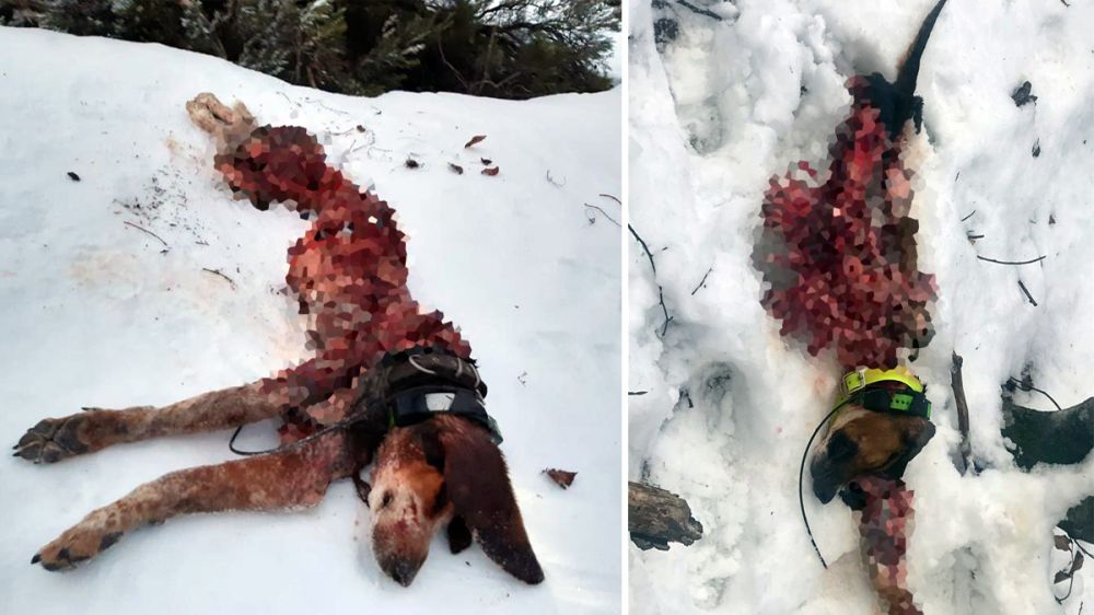 Los lobos matan y devoran tres perros de caza en la misma zona en el último año