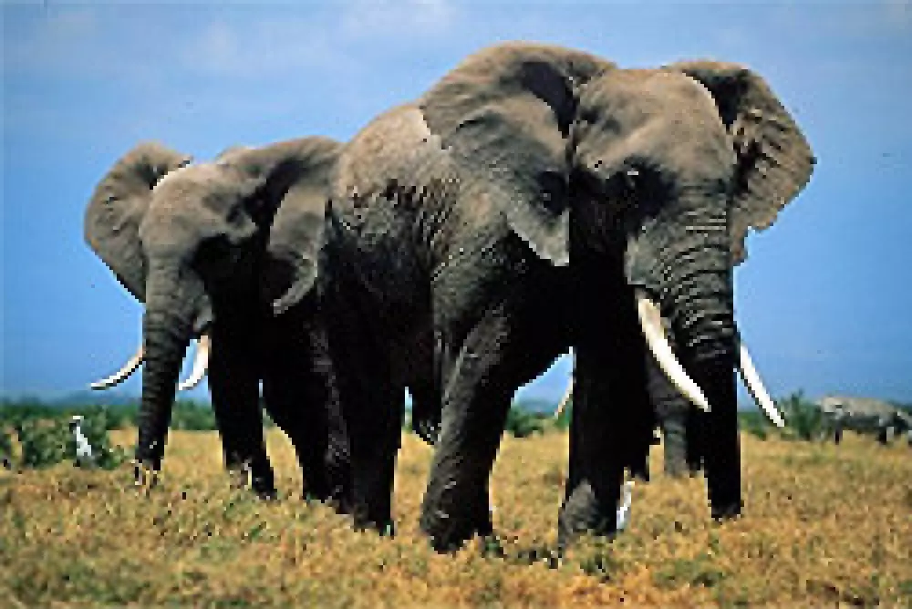 Posición de Botsuana respecto al elefante en la 15ª Conferencia de las Partes (CITES)