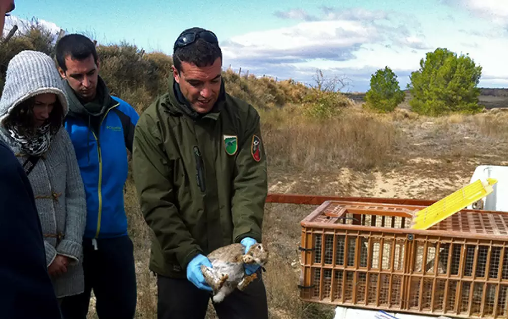 La gestión del conejo, pieza clave para el equilibrio del ecosistema medioambiental de Navarra