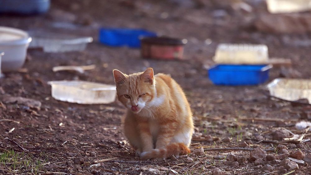 La Federación de Caza de CLM pide a los ayuntamientos controlar las colonias felinas 