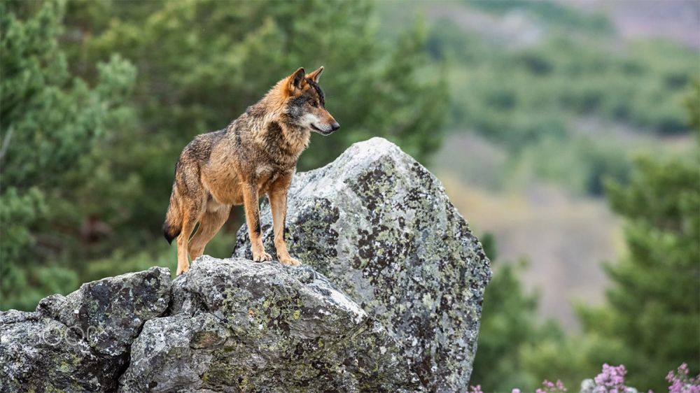 Se controlarán los lobos problemáticos de Asturias
