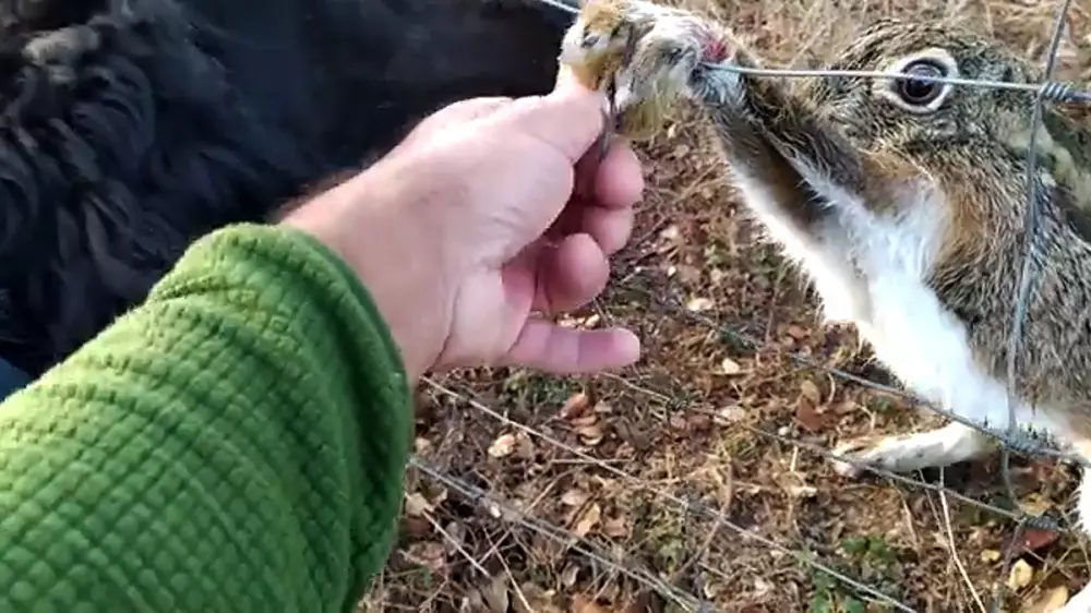 Un cazador libera a una liebre atrapada en una alambrada