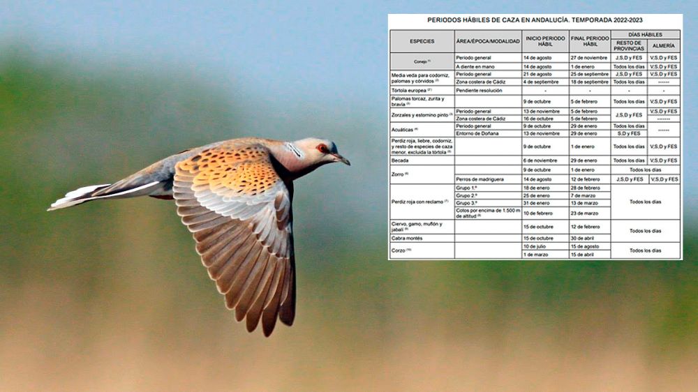 Publicada la Orden de Vedas para la próxima temporada de caza: sigue el cupo cero para la tórtola y cambian las fechas de caza de palomas