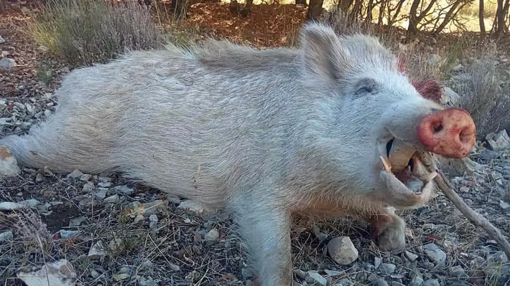 Estrena rifle cazando un precioso jabalí blanco