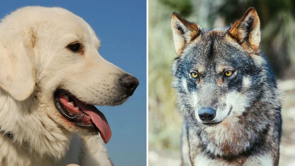 Perros protectores del ganado acorralan a un lobo en el interior de un establo