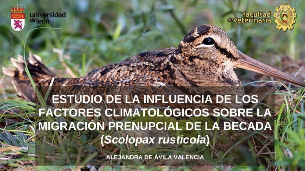 Caza y ciencia: La becada a examen en la universidad