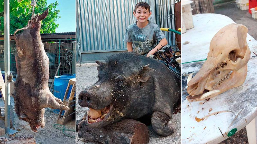 Cientos de cerdos vietnamitas asolan una plantación de pomelos en Murcia