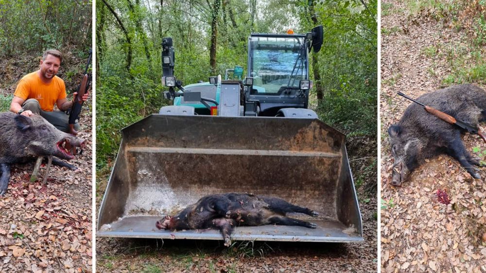 Necesitan el uso de un tractor para cargar uno de los jabalíes cazados en una cacería por control de daños a la agricultura