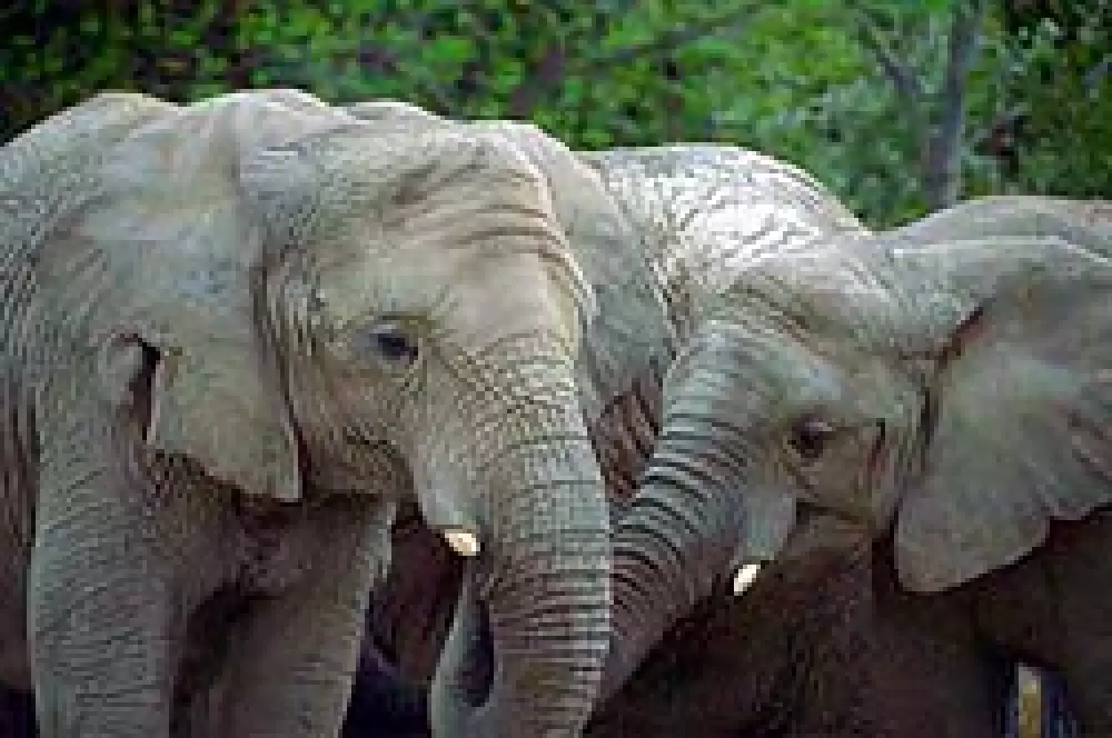 Los elefantes de la reserva senegalesa de Niokolo-Koba, en peligro