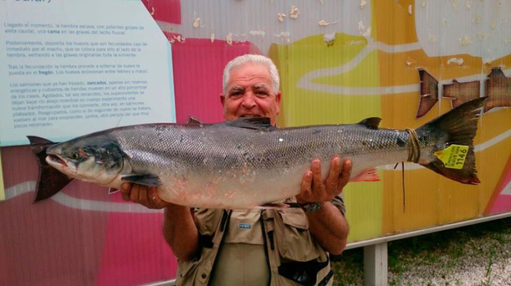 La gran liada del salmón en Asturias