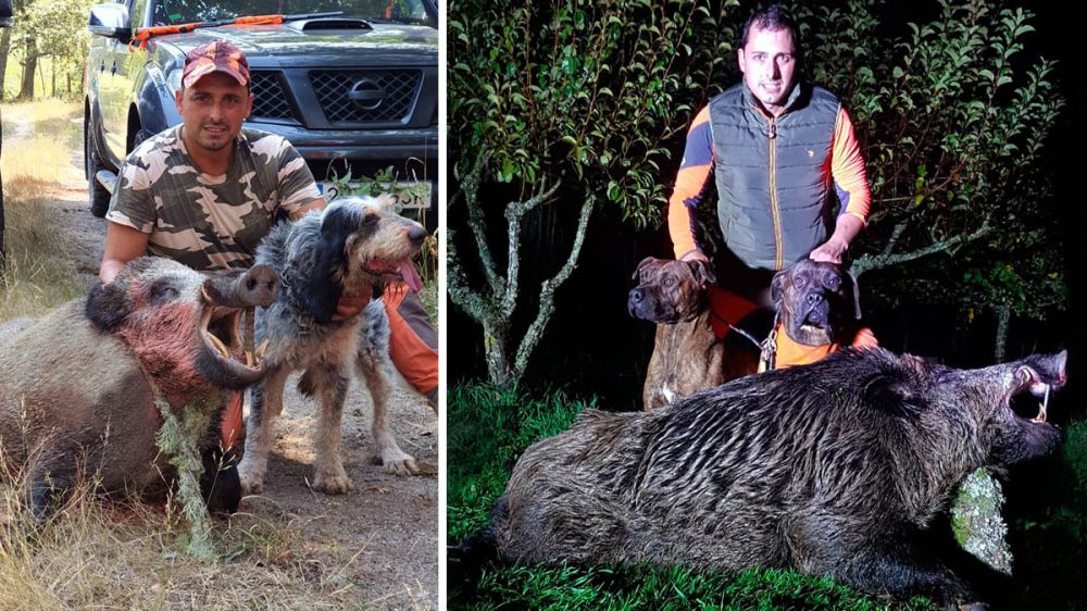 Caza de jabalíes enormes en Galicia: 140 kilos y largos colmillos