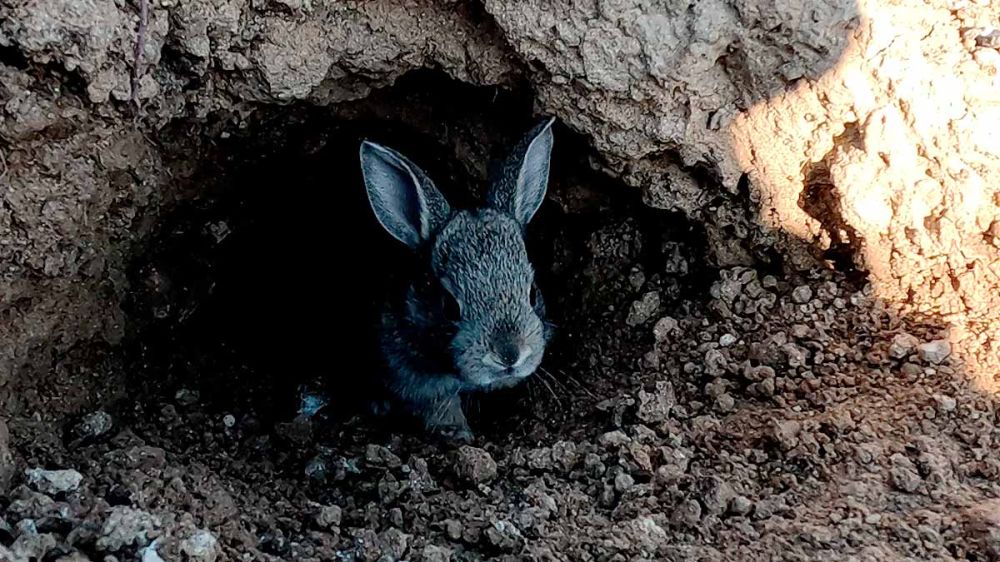 Huroneros: caza de conejos con hurón