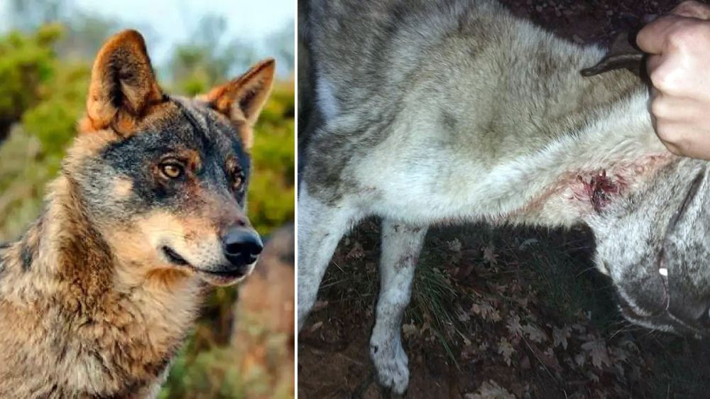 Cuatro perros pastores evitan el ataque de una manada de lobos al rebaño que protegen en Cantabria, pero uno de ellos resulta herido