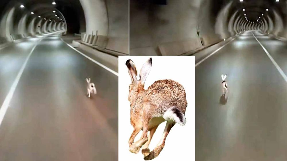 Una liebre corre dentro de un túnel delante de un coche
