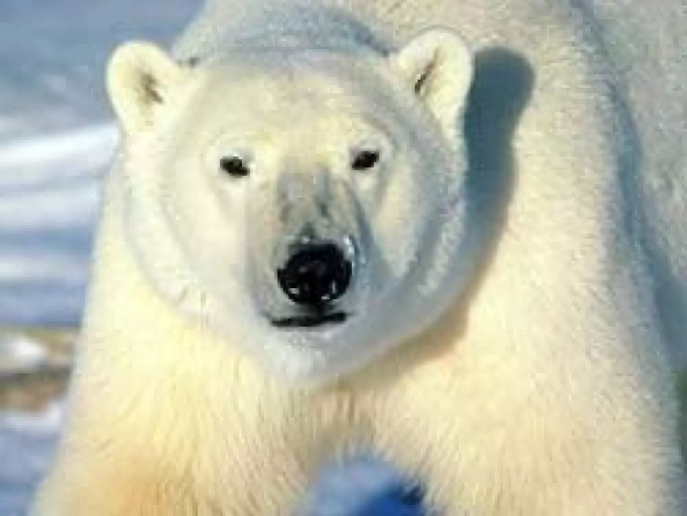 El Reino Unido prohíbe importar trofeos de caza de oso polar