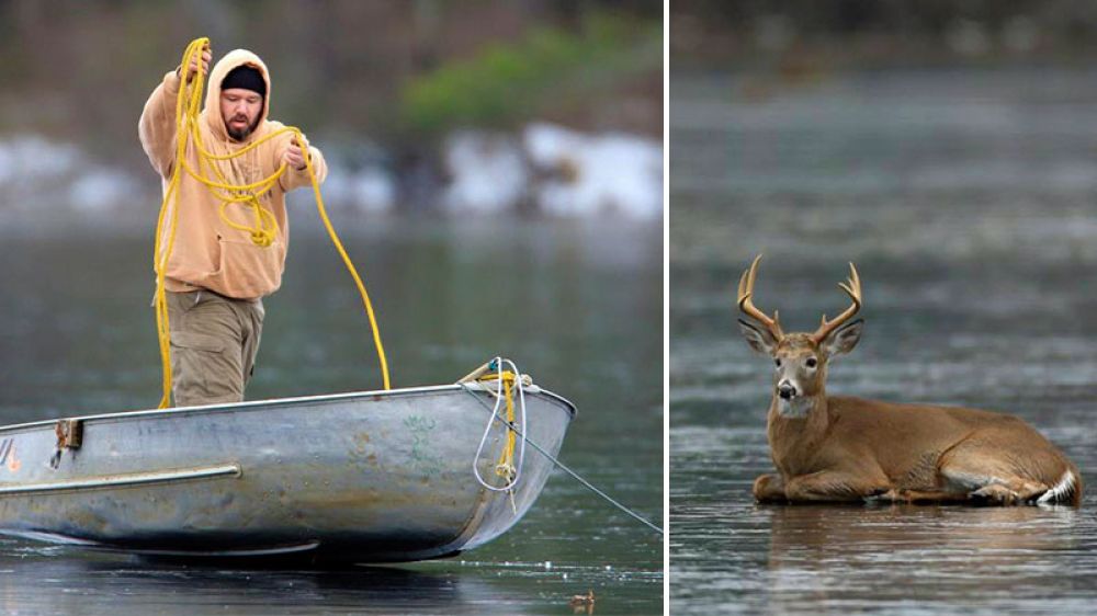 «No podíamos verlo sufrir»: dos cazadores rescatan a un ciervo atrapado en un lago helado