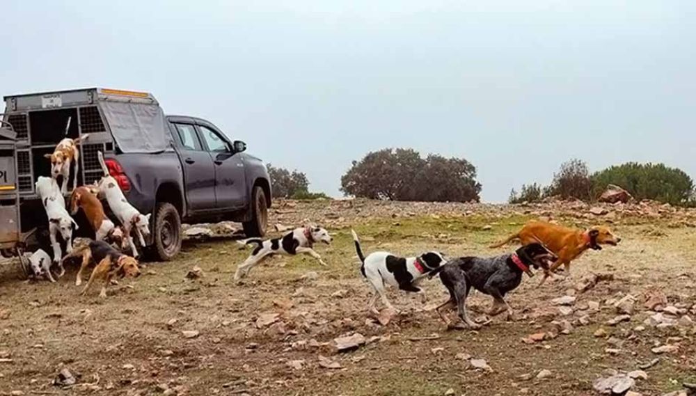 Queda desconvocada temporalmente la huelga de cazadores en Cataluña: perros y perreros volverán al monte tras los jabalíes