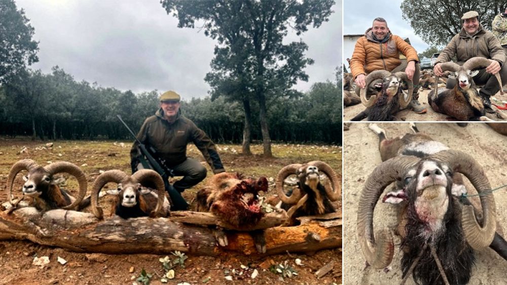 Cazando muflones en la milla de oro del vino