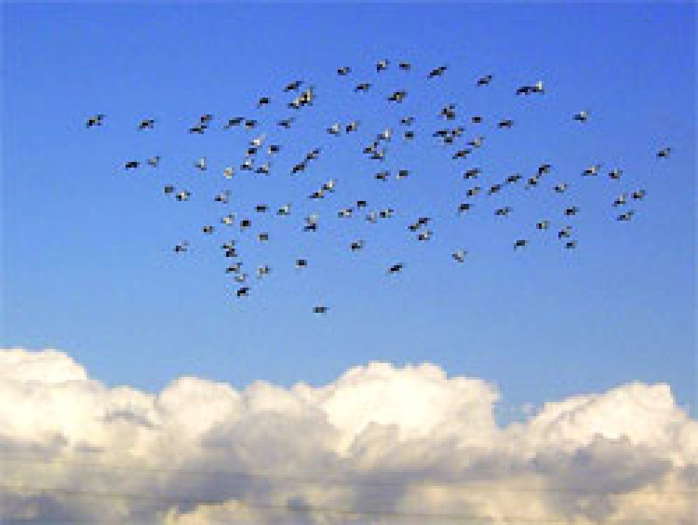 Se habilita la temporada de caza de palomas en el Chaco