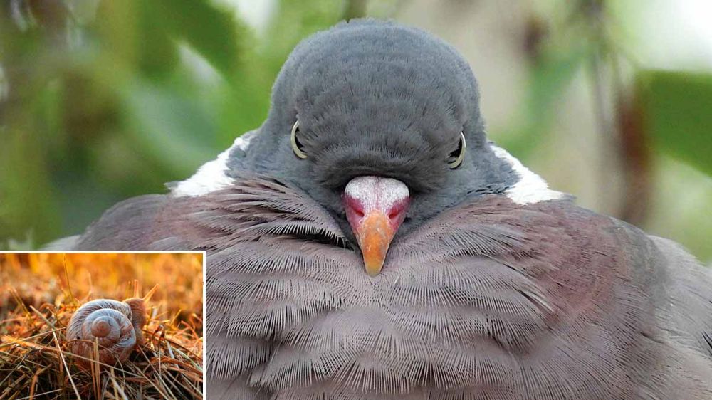 ¿Qué comen las palomas torcaces? Un cazador graba en vídeo el buche de una lleno de caracoles