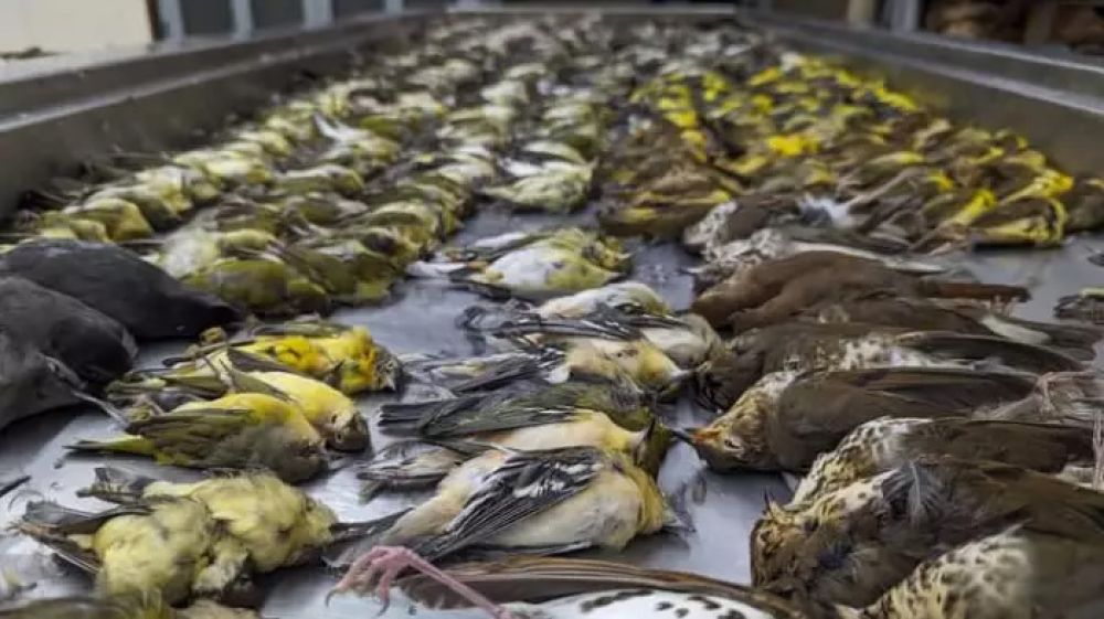La extraña muerte de cientos de aves, entre lo más leído de 2023