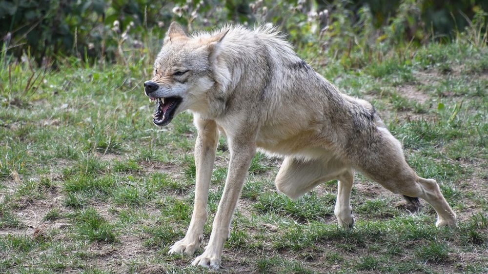 Un funcionario denuncia que varios lobos le atacaron y casi le muerden