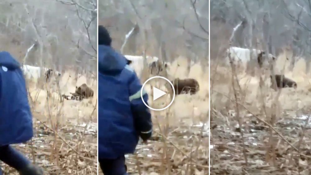 Un oso devora a un ternero ante los intentos del ganadero para evitarlo