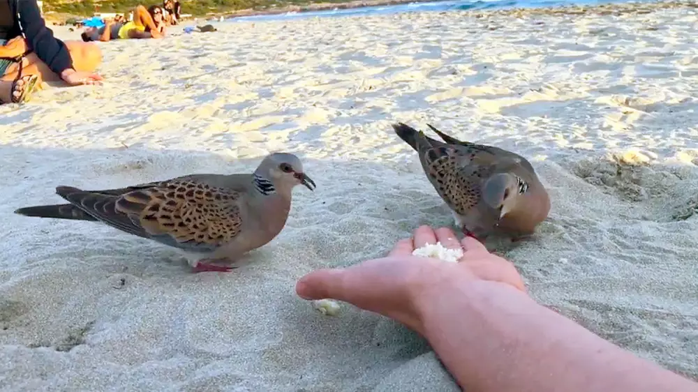 Dos tórtolas europeas comen de la mano de una persona en una playa de Menorca