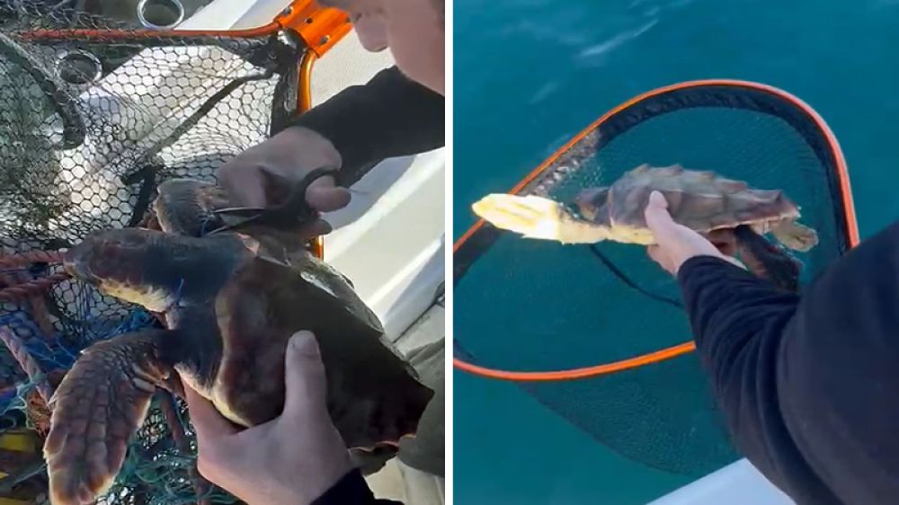 Dos pescadores deportivos salvan la vida de una tortuga marina que había quedado atrapada en un arte de pesca profesional