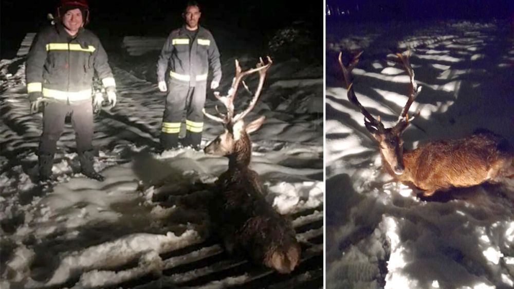 Los bomberos rescatan a un ciervo atrapado por la nieve