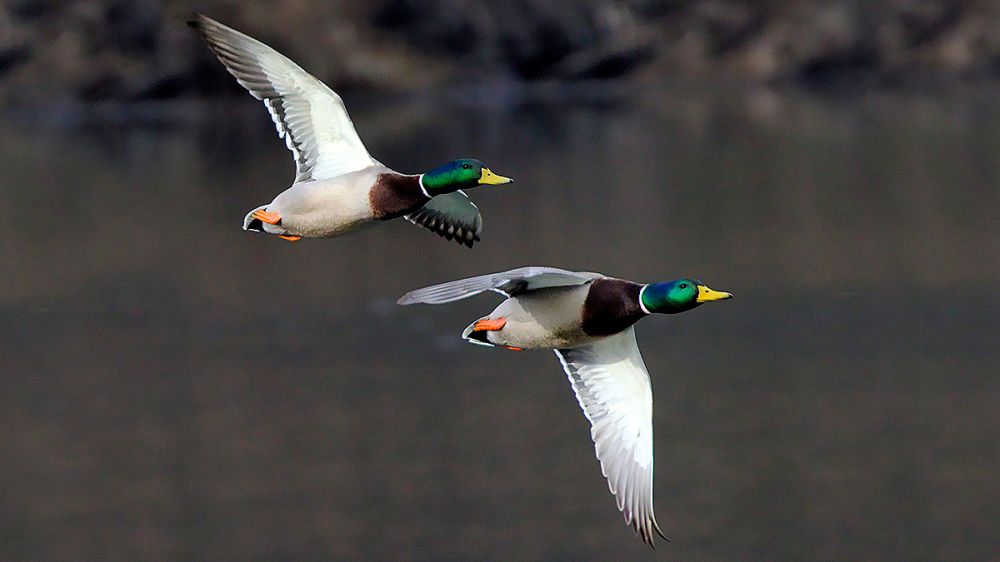 Cazando patos y faisanes